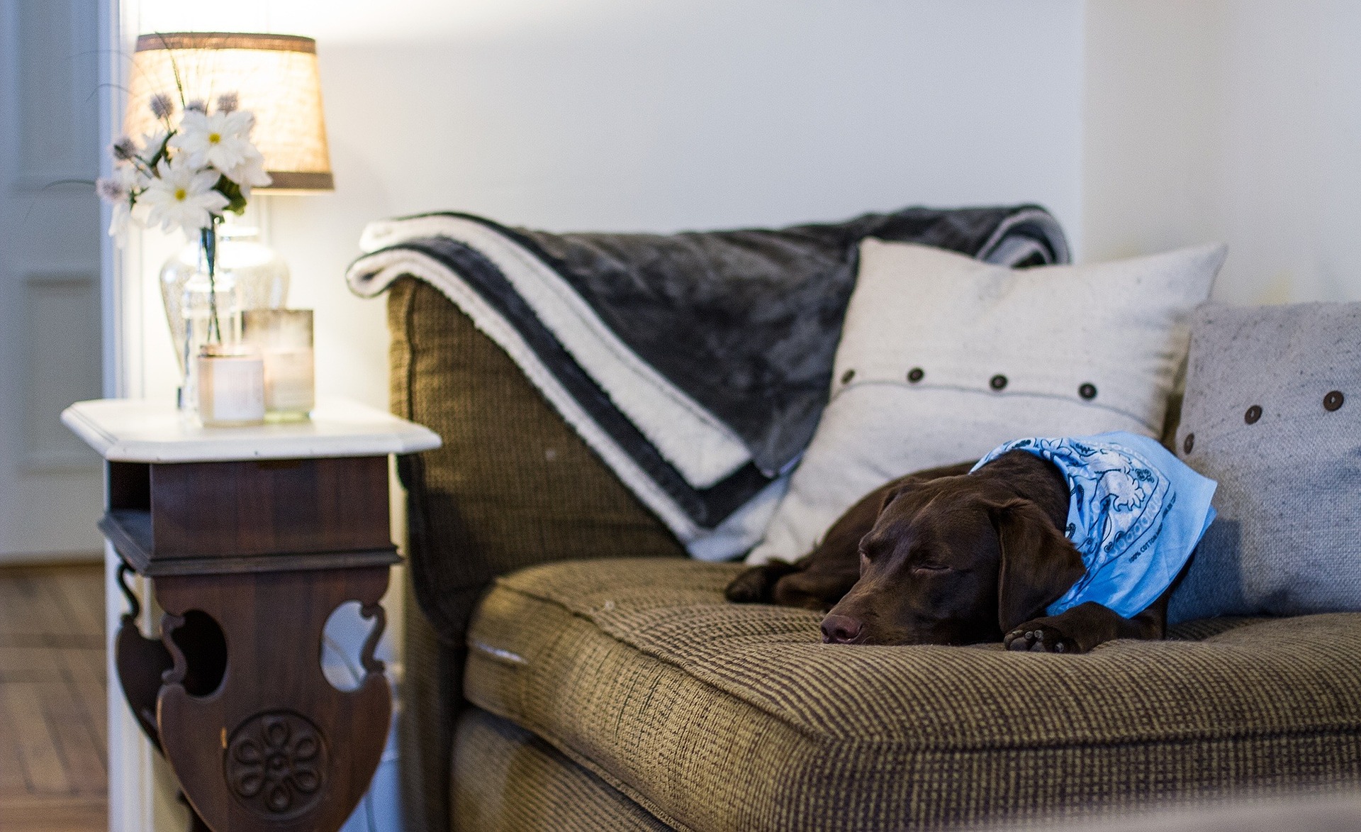 Dog on the couch, with blanket, pillows and lamp.