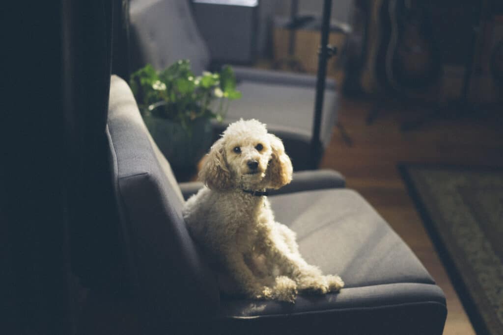 Cachorro poodle de pelagem branca sentado em uma poltrona preta, em uma sala de estar com uma planta ao lado. Imagem ilustrativa para o texto como eliminar carrapatos do ambiente caseiro.