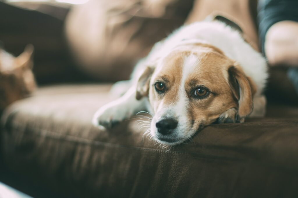 cachorro deitado em um sofá: como limpar sofá de camurça