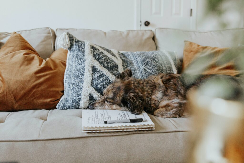 cachorro deitado em um sofá ao lado de um caderno e uma caneta. Como tirar mancha de sofá