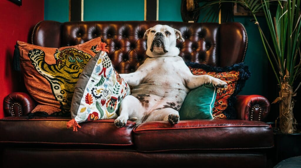 cachorro sentado em um sofá com almofadas em volta: como tirar manchas do sofá