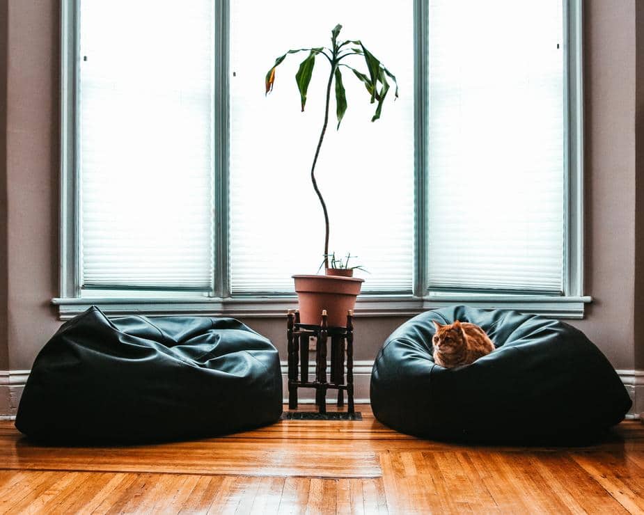 Duas almofadas pretas e um vaso de planta no meio. Um gato em cima de uma delas e uma janela ao fundo. Imagem de texto sobre como limpar casa.