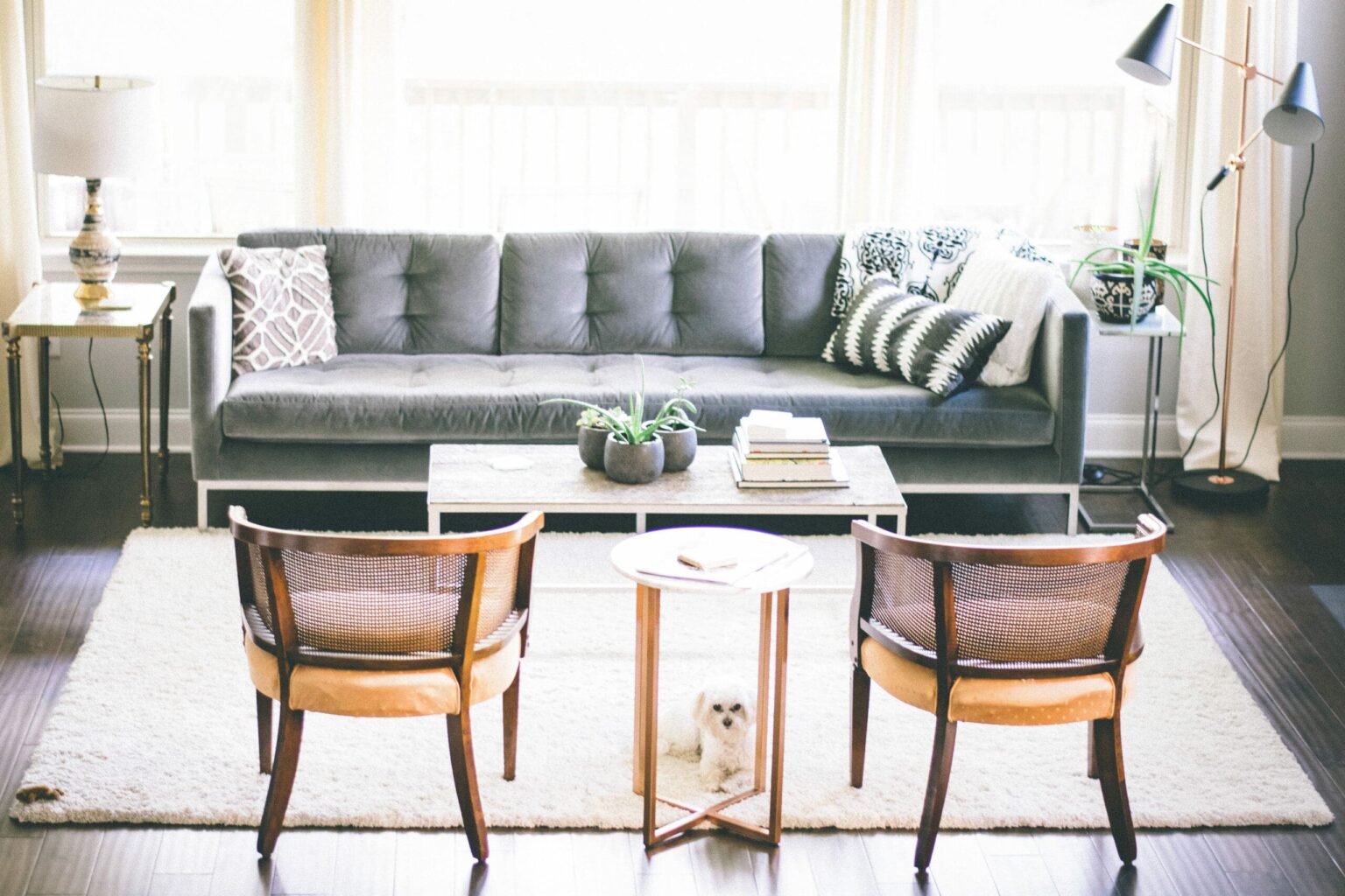 Sala de estar, com duas cadeiras, poodle no tapete branco e sofá cinza. Ilustração do texto sobre limpar sofá no Ct São Bento do Sul.