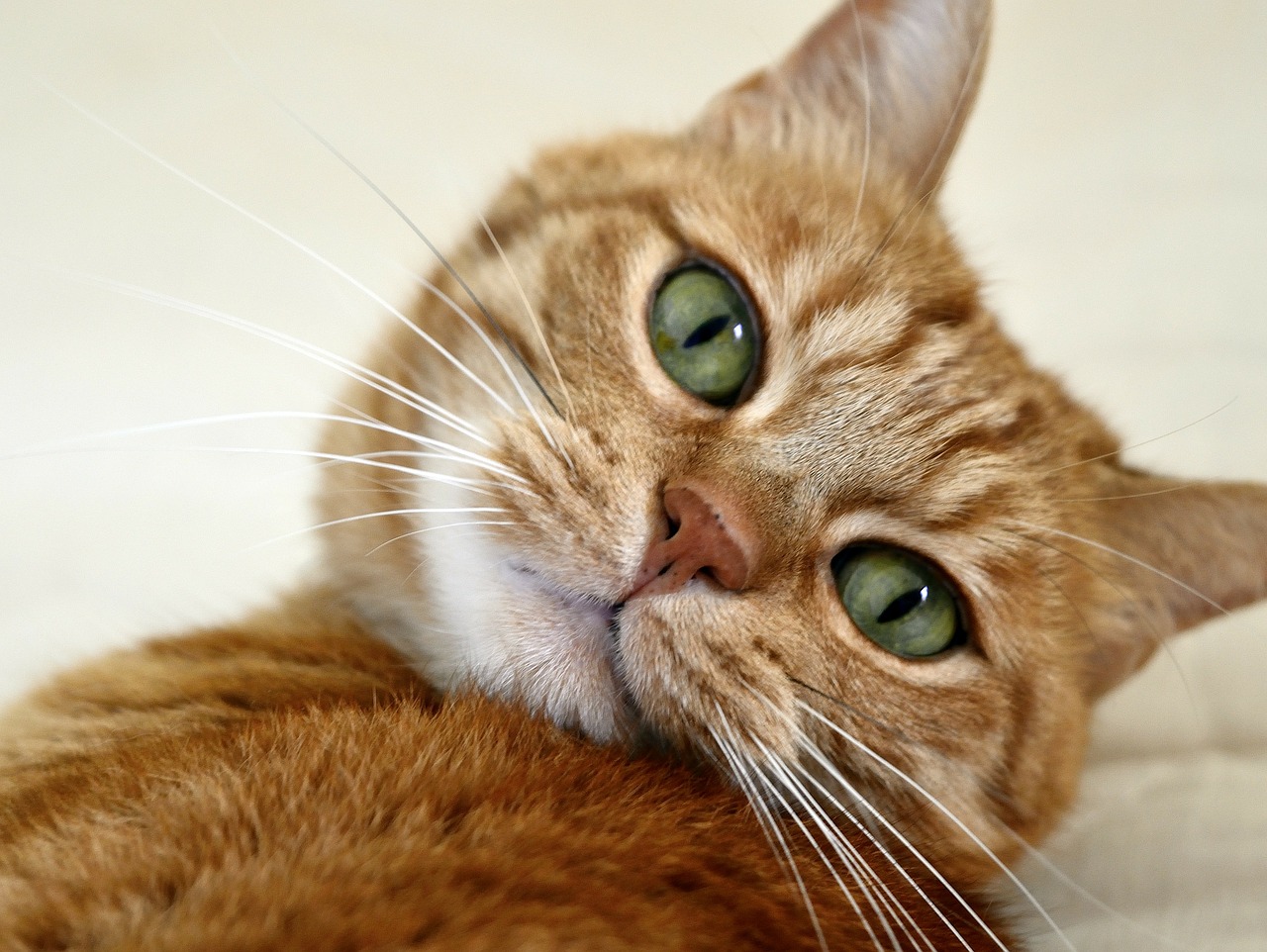 Imagem de um gato como imagem ilustrativa do texto sobre limpeza de sofá para quem tem gato